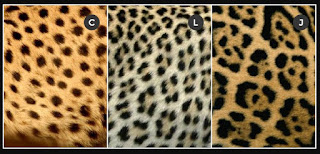 Inilah perbedaan Cheetah, Jaguar dan Macan Tutul yang perlu kalian ketahui