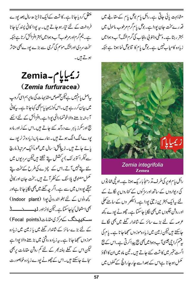 How to Grow Outdoor & Indoor Plants & Flowers Urdu Guide