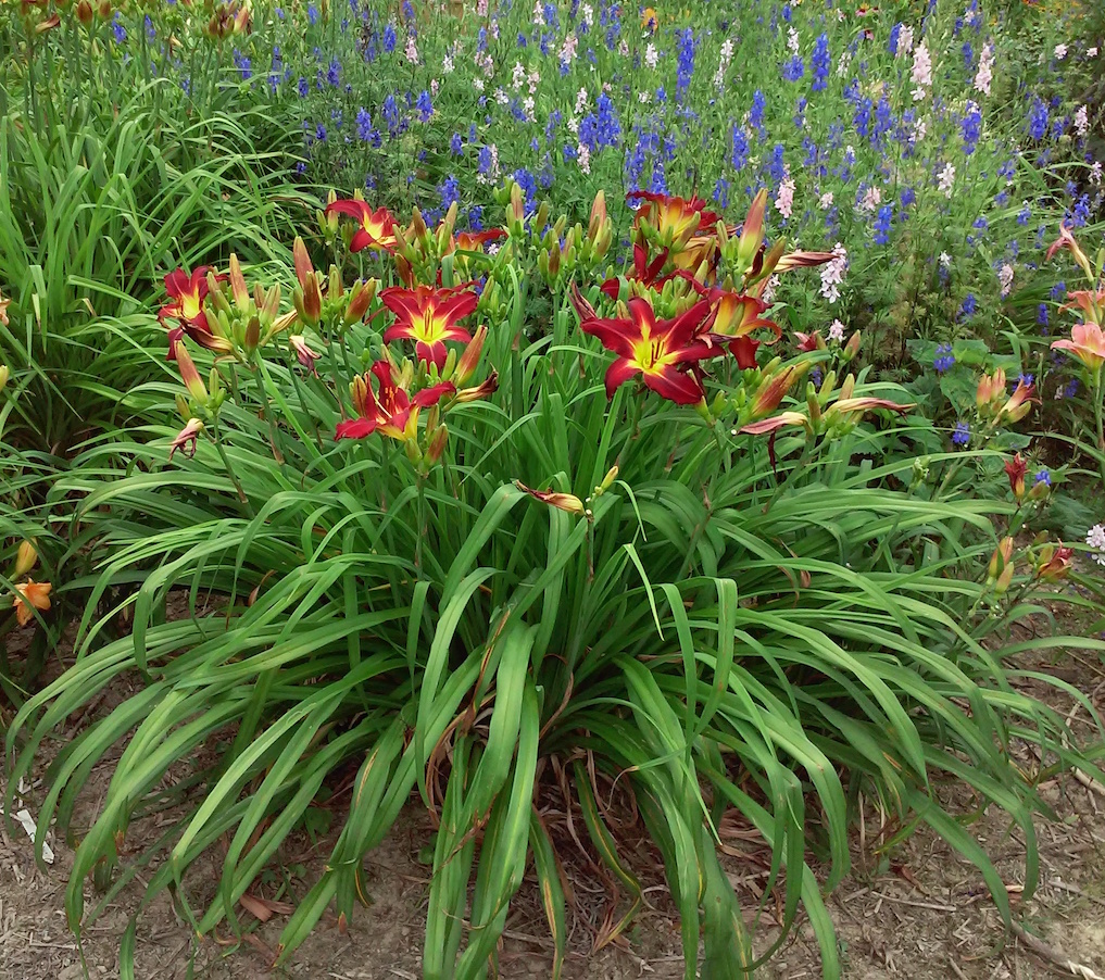 DAYLILY BREEDER BLOG Growing Daylilies Part 2 Uses of Daylily Colors