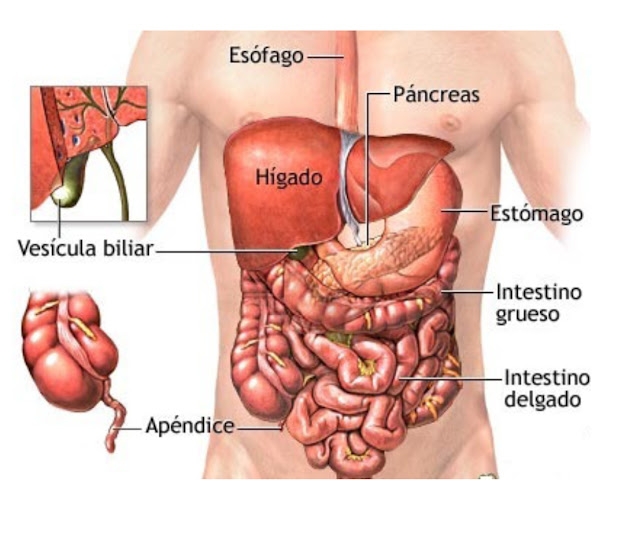 Resultado de imagen de el cuerpo humano