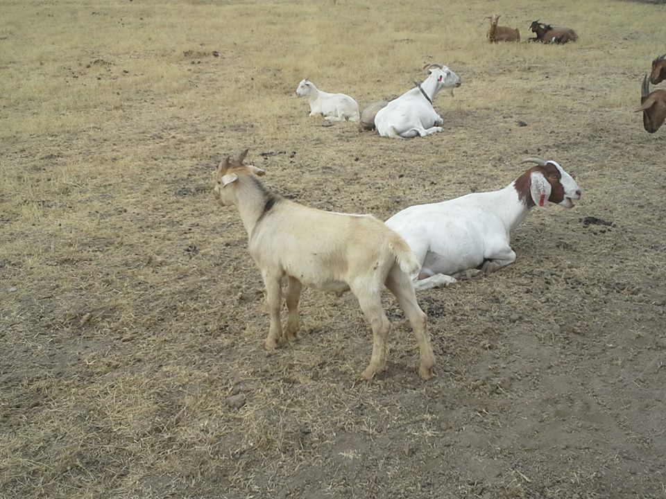 Campbell Club Calves 25 male meat goats for sale