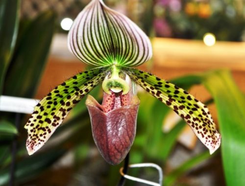 Paphiopedilum orkidesi