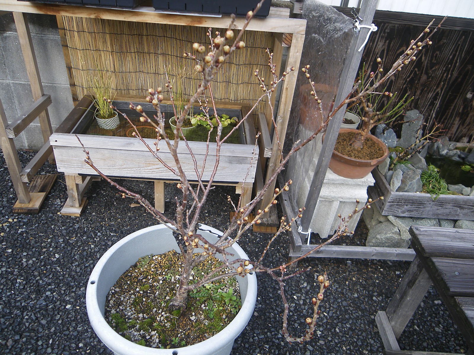 満開の桜を鉢植えで楽しむ、植え替えをして元気に育てる方法 |メダカの大工