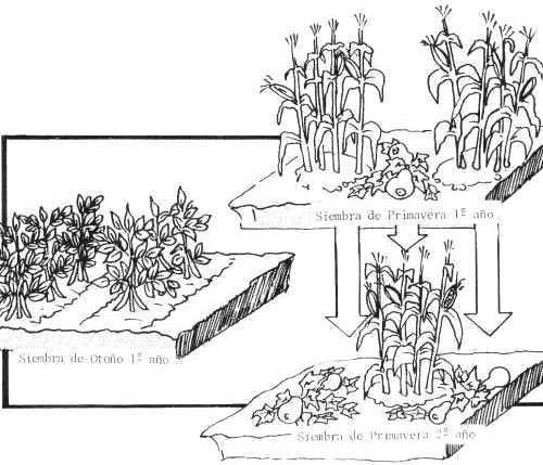 Alimentate y sembra HOY tu futuro: Como hacer una huerta