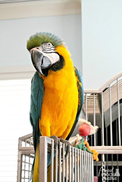 Ritz Kids offers supervised hands-on activities that not only entertain, but also happen to educate and widen the world of the Ritz's youngest guests. The club even has their very own mascot, Princess Amelia, an 11 year old Blue & Gold Macaw.