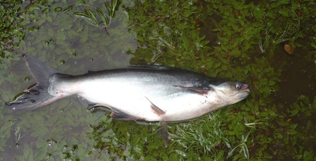 Umpan Mancing Ikan Patin di Kolam Pemancingan