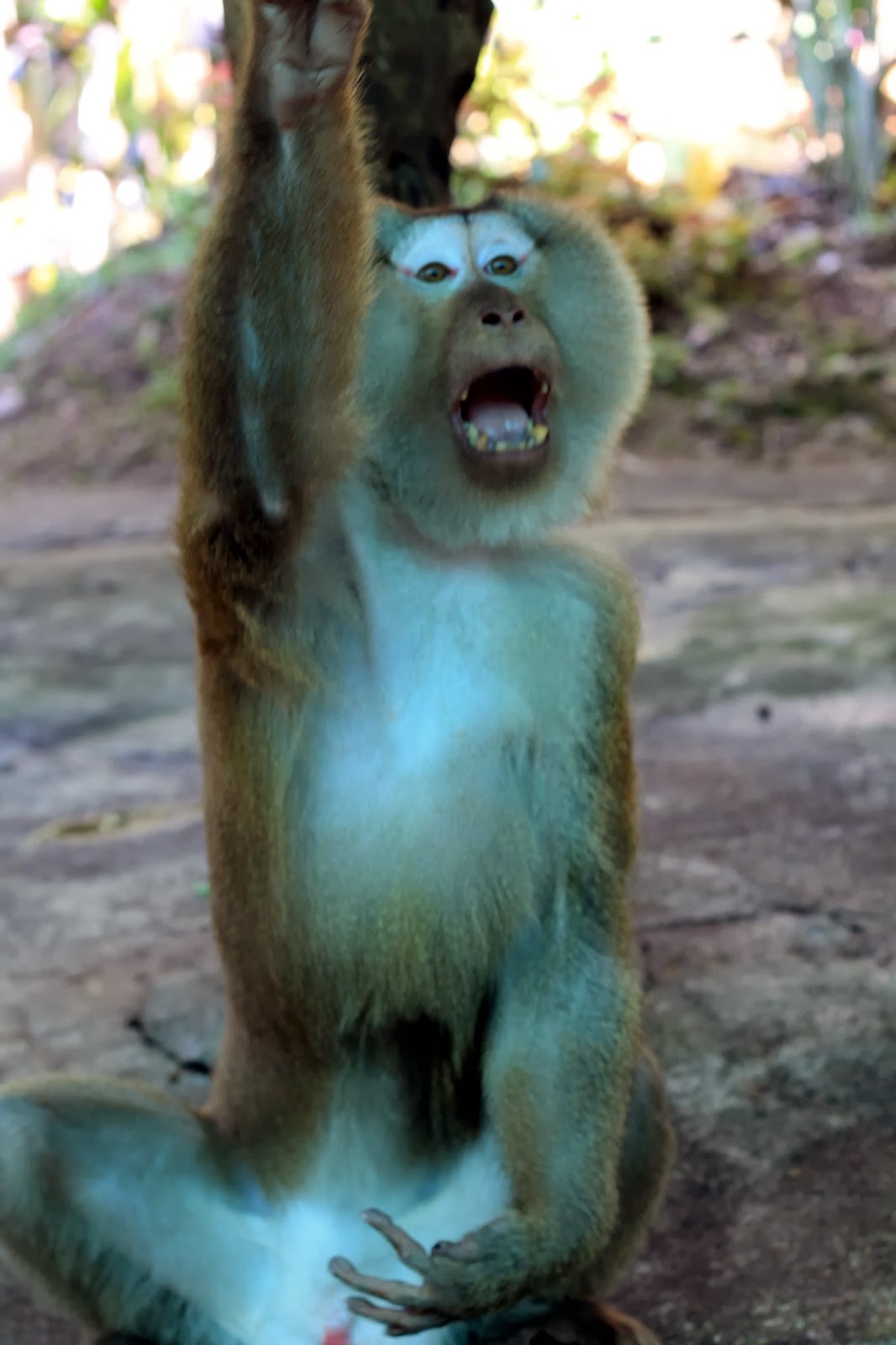 mitcheci photos Thailand Monkeys of Chiang Mai