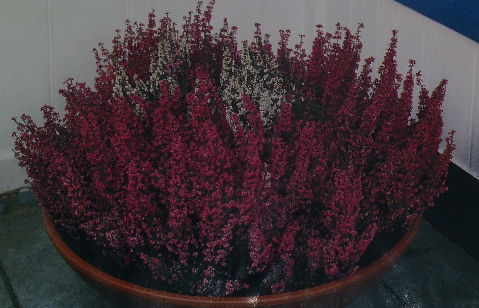 Приусадебное хозяйство: Интерьер сада