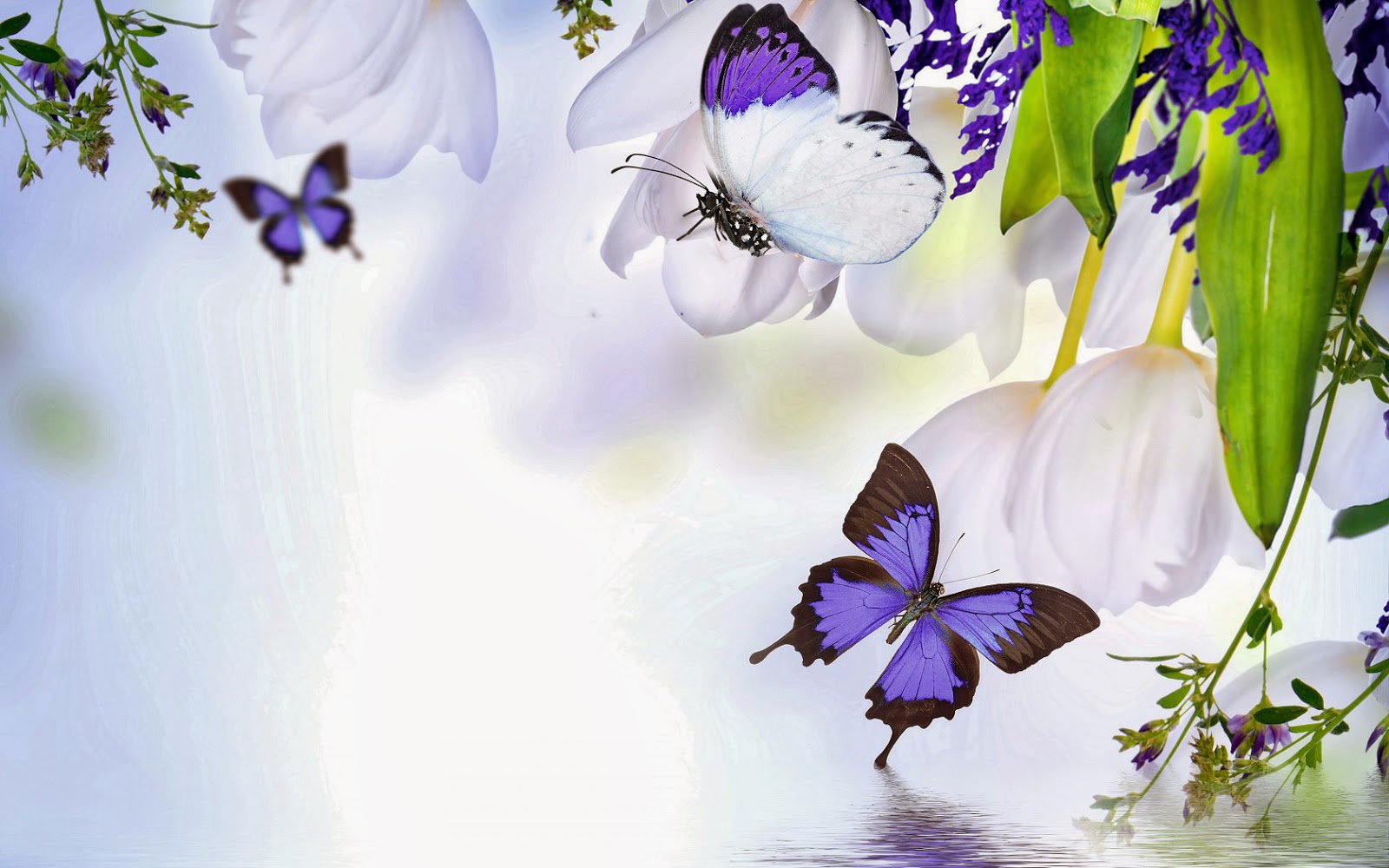 Witte bloemen en paarse vlinders