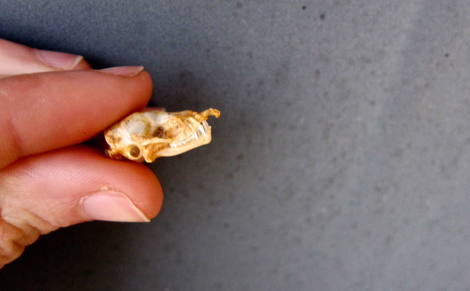 GOING PLACES ON EATING, DRINKING, AND ADVENTURE. How to Clean a Bat Skull!