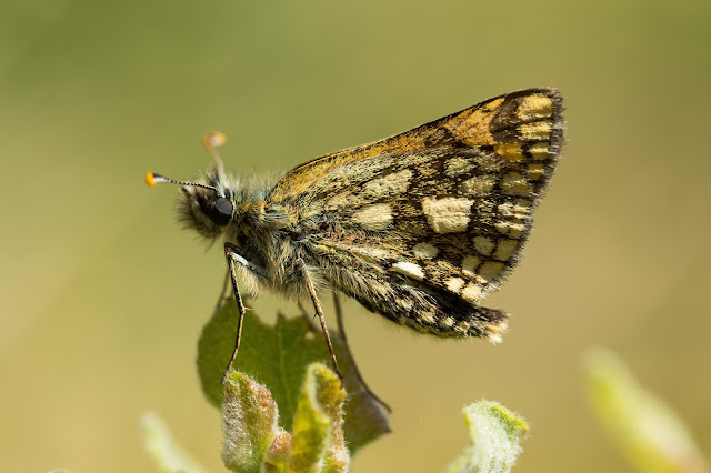 Chequered Skipper - Glasdrum Wood