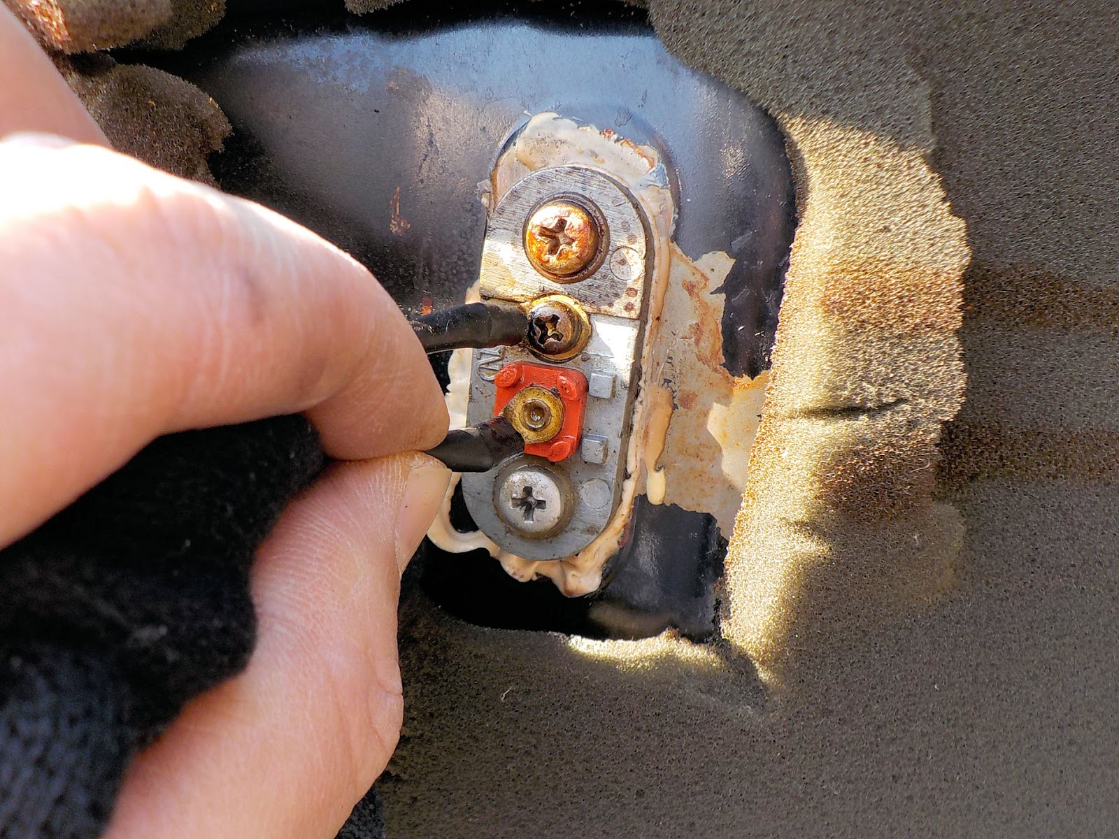 手入れが簡単な屋内植物 - シダ (Filicopsida)