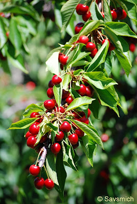 cherries