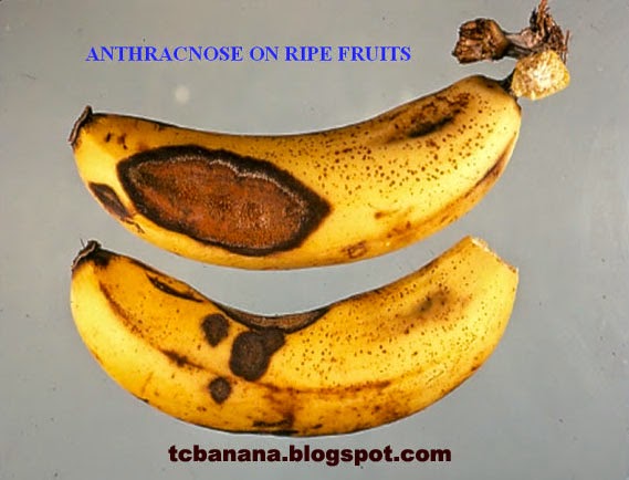церкоспороз банан. антракноз банана. заболевание бананов. бананы на кипре. панамская болезнь у банана.