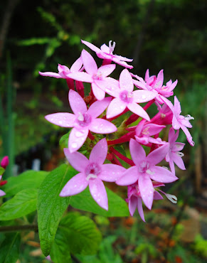 Flora da Chapada Norte