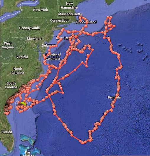 the good word groundswell: GPS-Tagged Sharks Post Location to Twitter