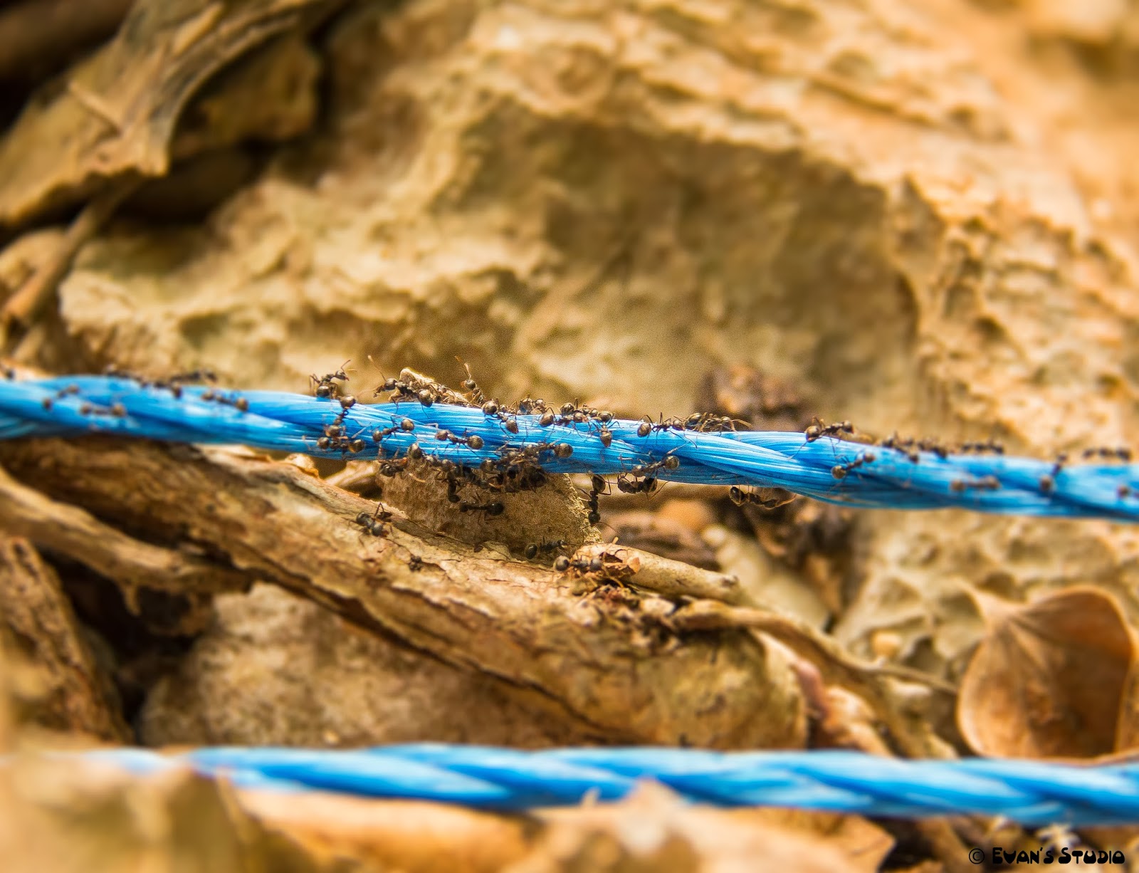 Worker ants are climbing across a piece of rope along the hiking trail at Apulit Island Resort.