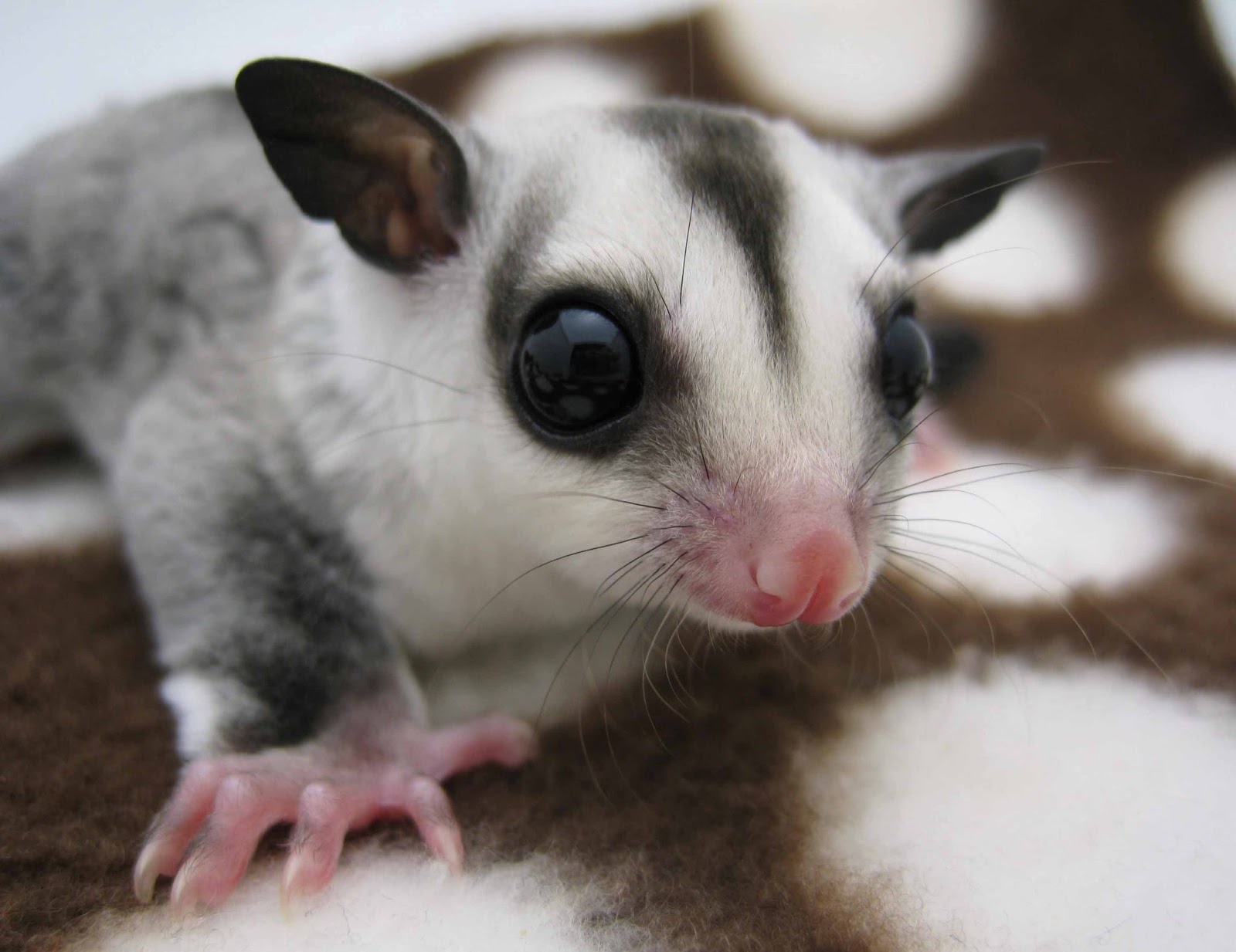 FATZ SUGAR GLIDER MALAYSIA JENISJENIS SUGAR GLIDER
