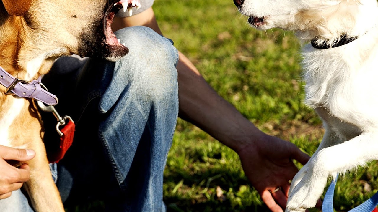 Pennsylvania Dog Bite Law Dog Choices