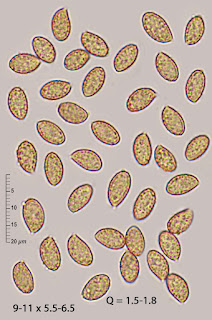Cortinarius uliginosus f. uliginosus 