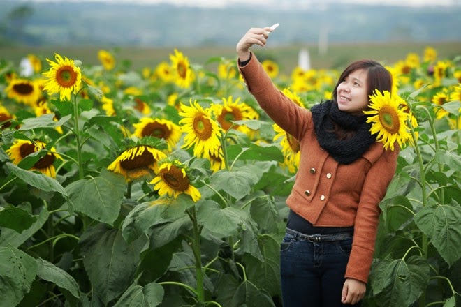 Hình ảnh cánh đồng hoa hướng dương ở Nghĩa Đàn - Nghệ An