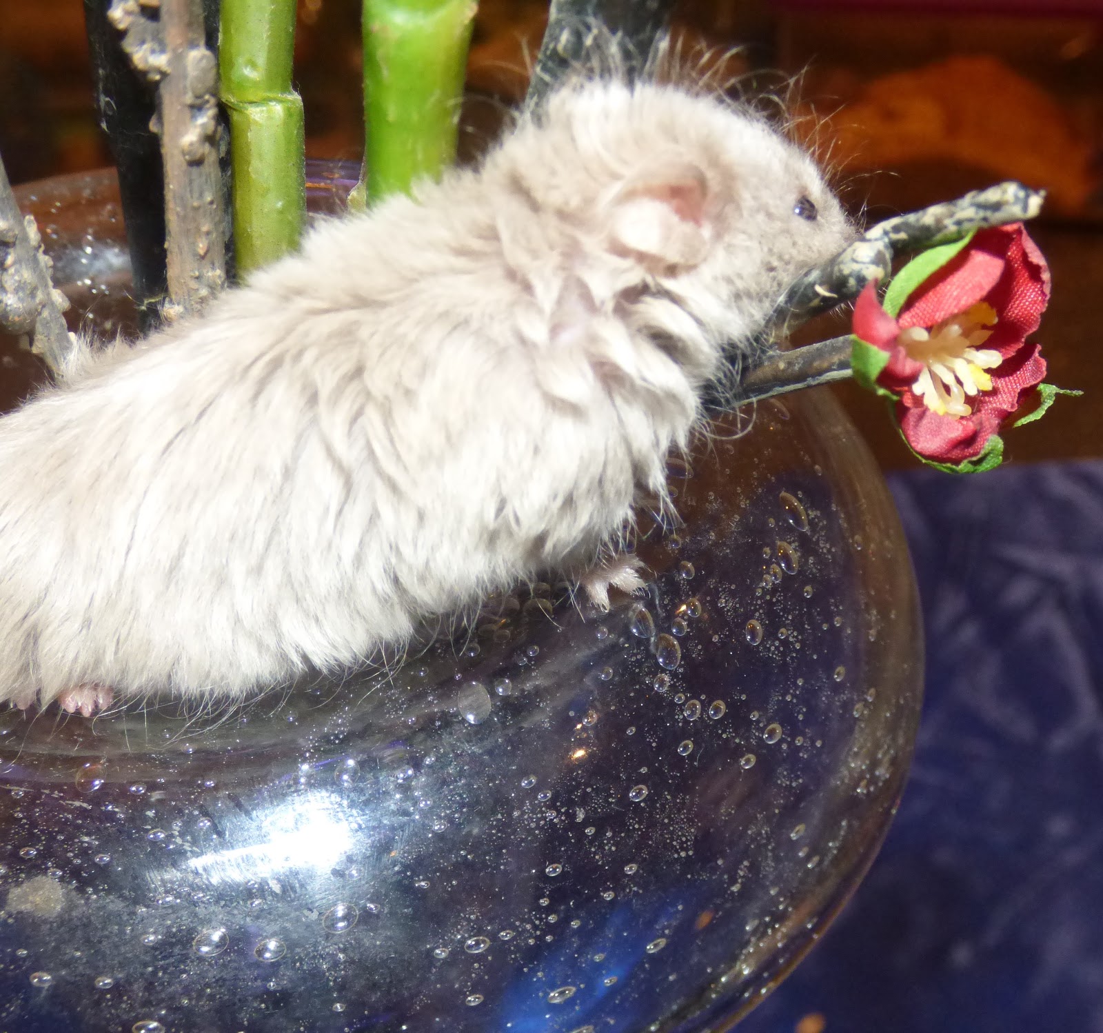 To Squeaks Mousery Mice Care sheet