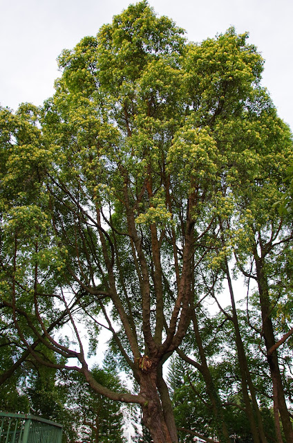 Trees and Plants: Tembusu