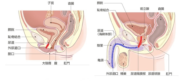 【カラダ】女性の疑問!!男性はおしっこをした後になんで拭かないのか?