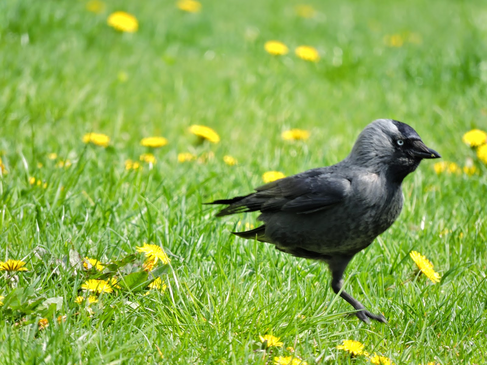 Warszawski Zespół Obrączkarski 