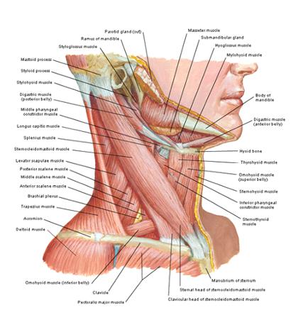 Devise east bulge AMG: Anatomia si fiziologia omului , 23 SISTEMUL MUSCULAR
