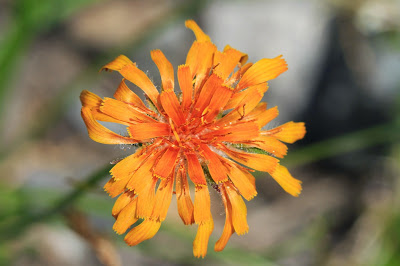 Agoseris aurantiaca (Orange Agoseris)