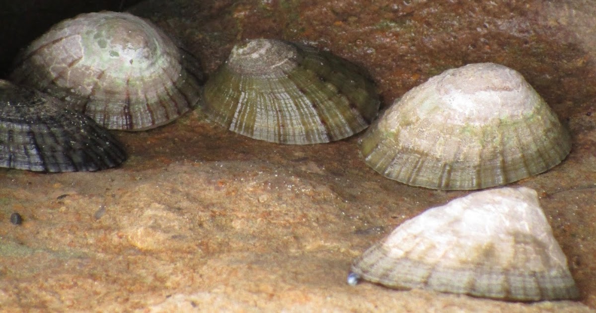 Kitambaa Mussels and Limpets