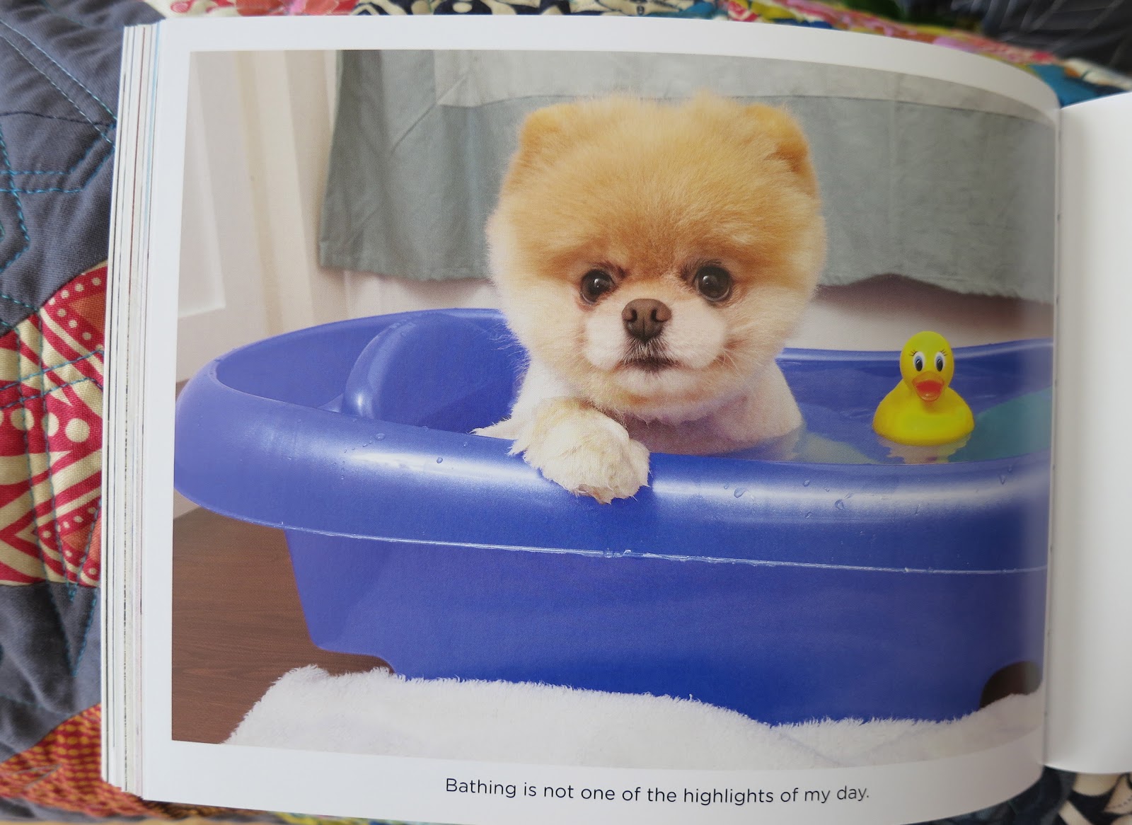 and a dog named boo