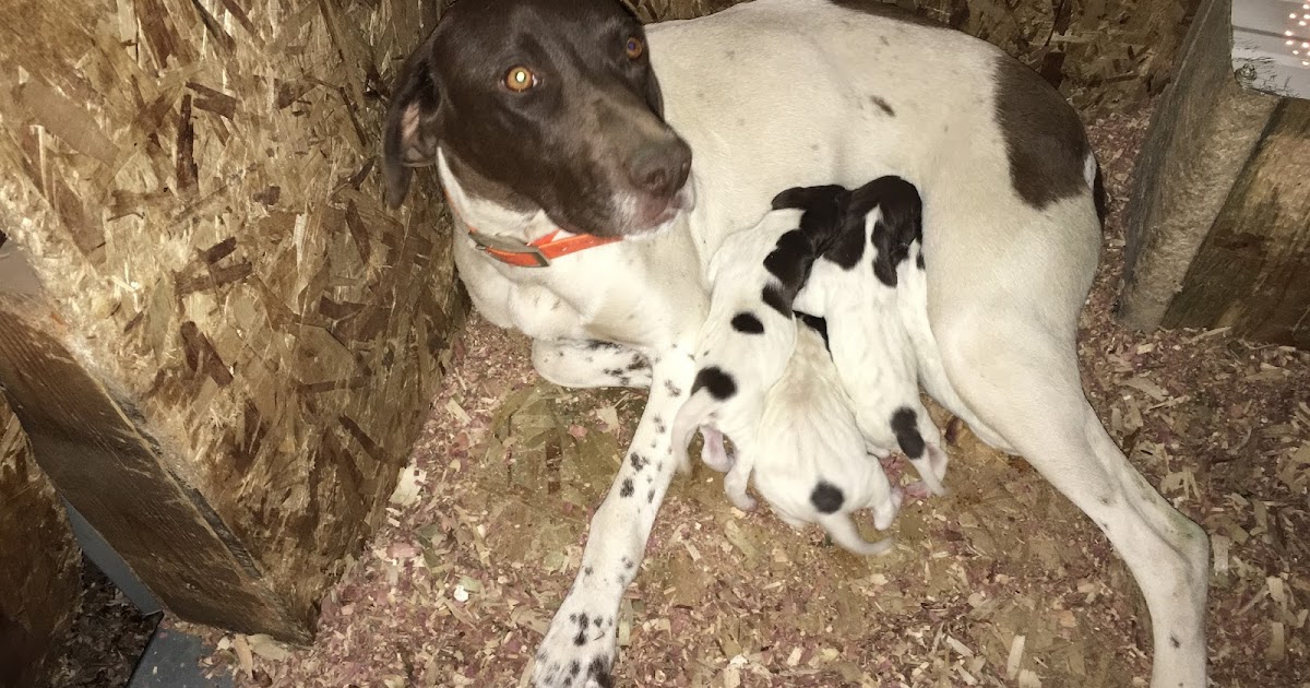 Gunsight Kennels Ruby's New Pups