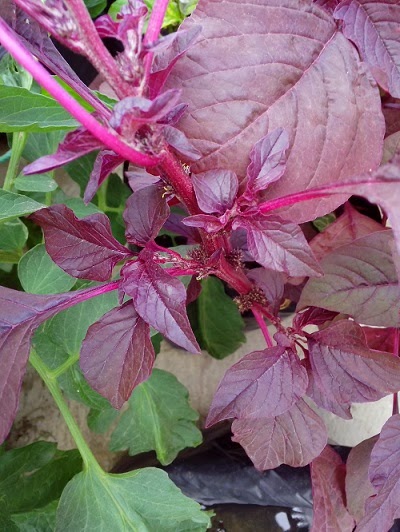 A pinch of basil: How to grow amaranthus (cheera ) at home?