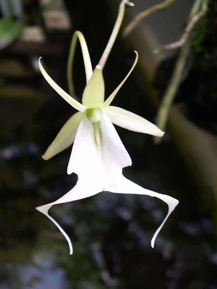 Мир Орхидей Фото