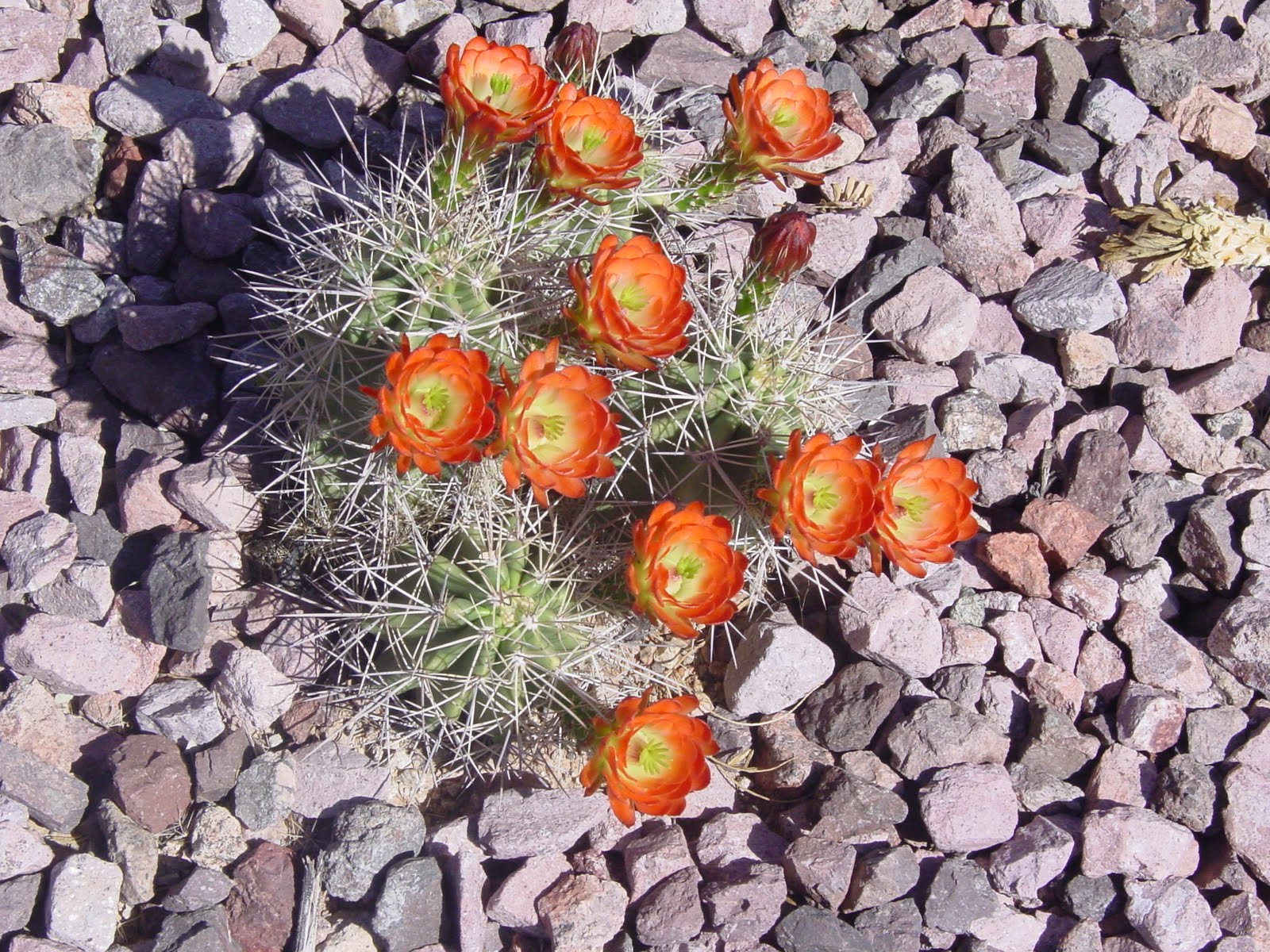 Tucson Daily Happenings "The beauty of the Sonoran Desert"