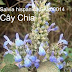 Hạt giống hạt Chia - Salvia hispanica
