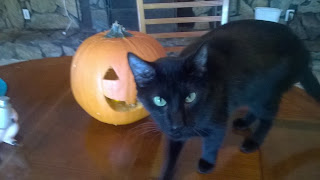 Pumpkin Pumpkin
