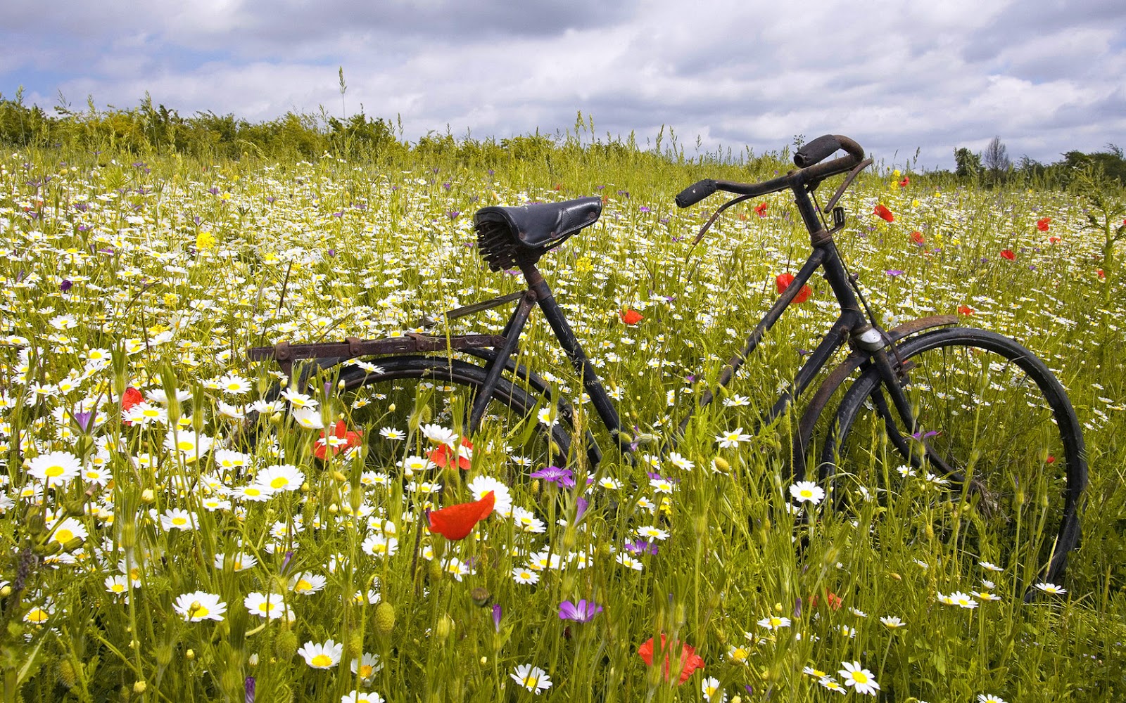 Vintage Bicycle between Daisy Flowers HD Wallpaper