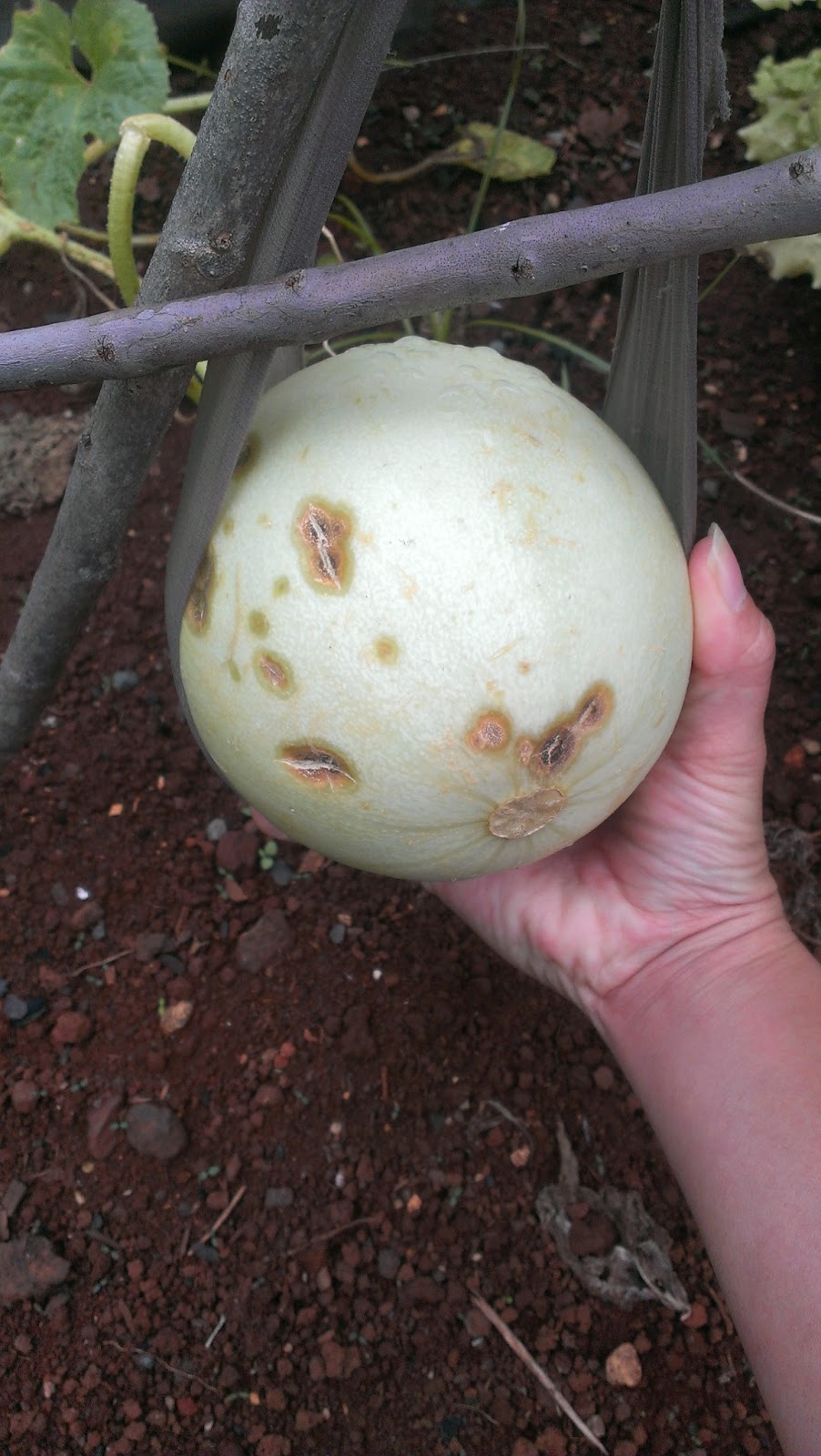 The Red Dirt Garden Melon Growing Attempt 2