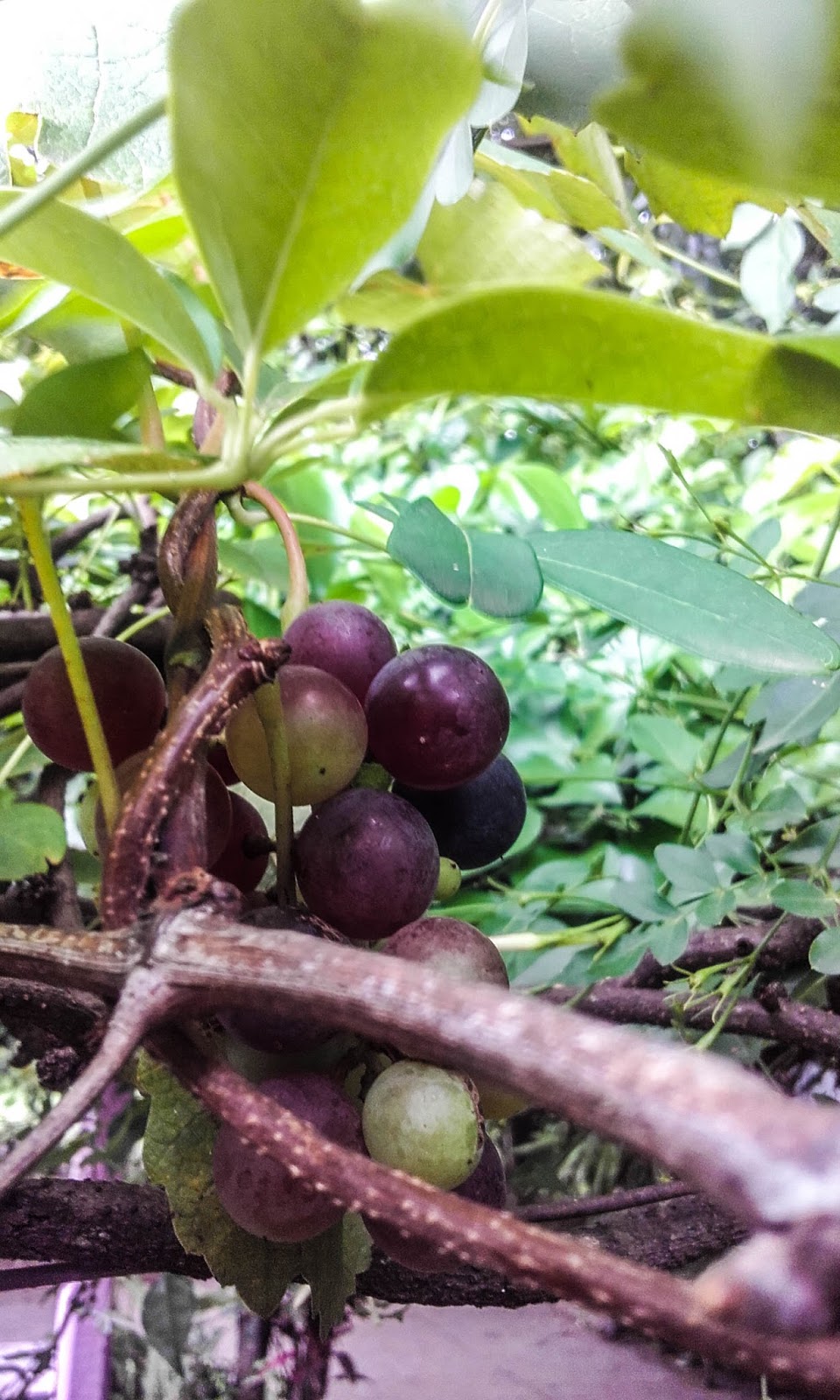 Uvas rojas maduras wallpapers