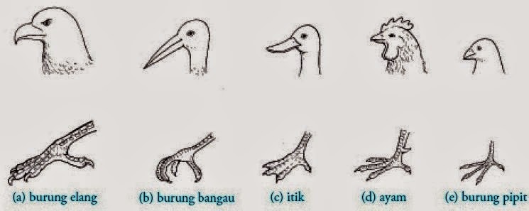 Adaptasi morfologi pada bentuk paruh dan kaki pada burung - simpleNEWS05