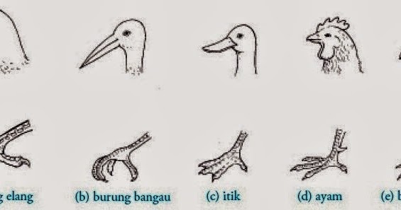 burung mempunyai paruh dan bentuk kaki yang berbeda-beda sesuai dengan