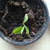 Annona squamosa - liścienie (cotyledons)