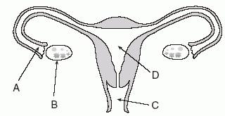 32 Female Reproductive System Diagram Unlabeled - Wiring ...