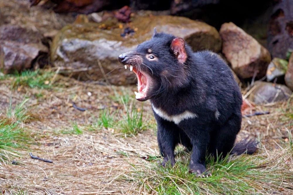 gambar binatang setan tasmania nama hewan dari huruf S