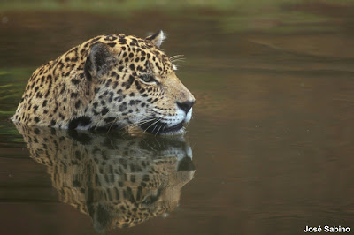 Onça-pintada nadando. Onça-pintada, panthera, panthera onca, felinos, animal, fundação grupo boticário, mamíferos, wildlife, fotos de onça, jaguar