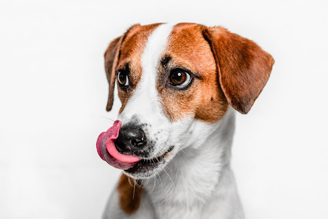 Do dogs use body language to calm us down? What it means when a dog licks its lips (like this one) and looks away