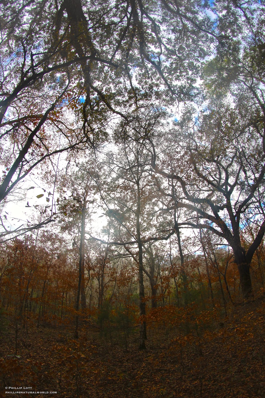 florida s paradise ichetucknee